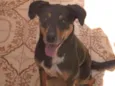 Neguinho