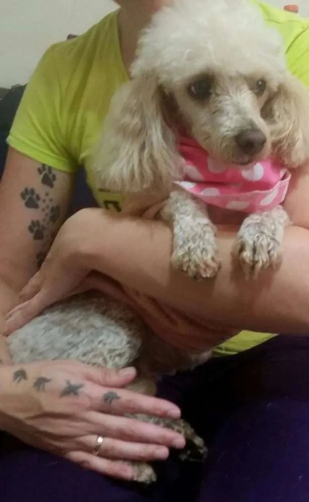Cachorro ra a Poodle idade 3 anos nome Princesa