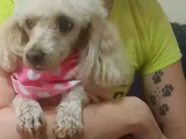 Cachorro ra a Poodle idade 3 anos nome Princesa
