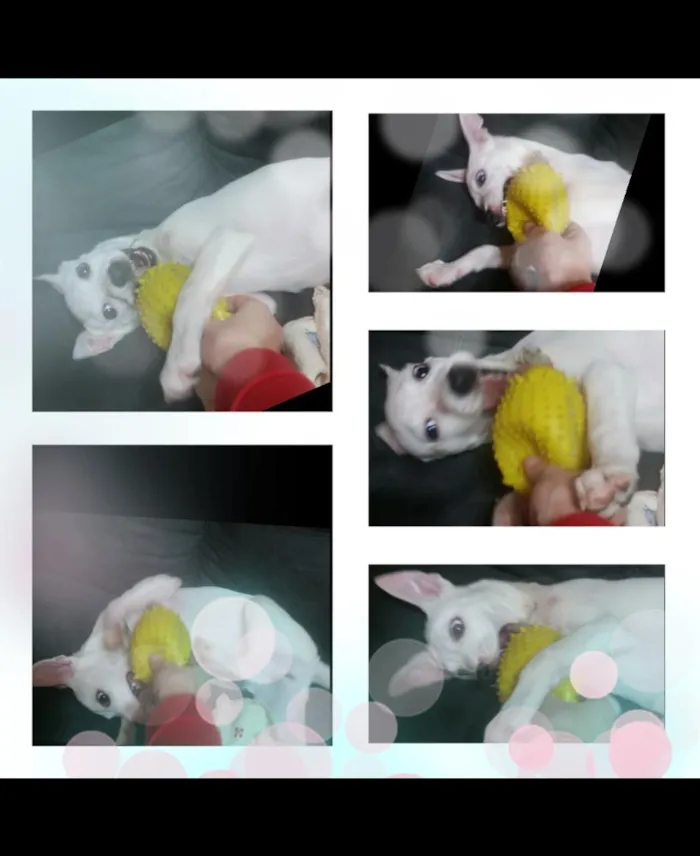 Cachorro ra a Srd idade 2 a 6 meses nome Giorge