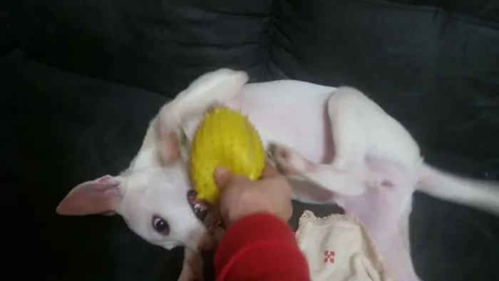 Cachorro ra a Srd idade 2 a 6 meses nome Giorge