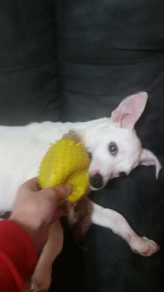 Cachorro ra a Srd idade 2 a 6 meses nome Giorge