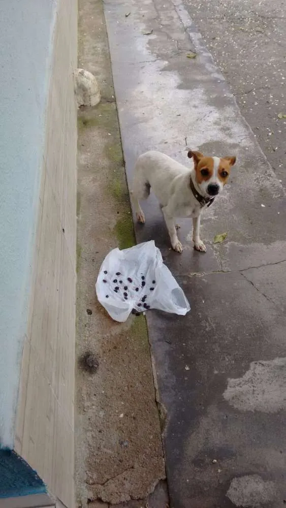 Cachorro ra a Vira lata idade 1 ano nome Sem nome