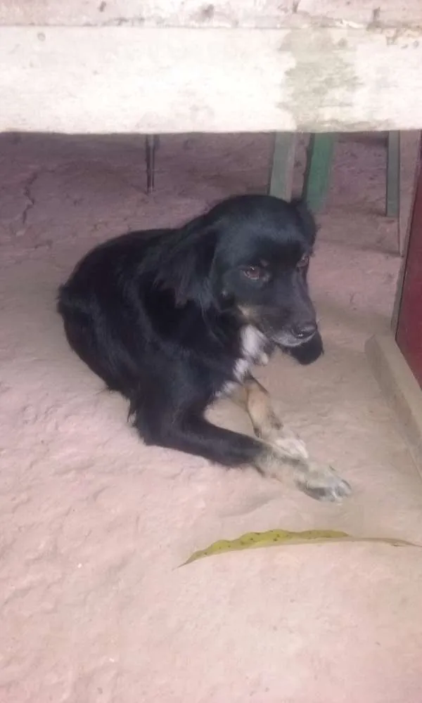 Cachorro ra a Viralata idade 5 anos nome Brity, Pipoca e pirata