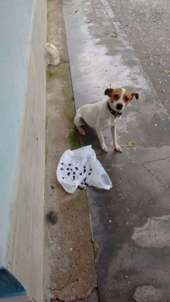 Cachorro ra a Vira lata idade 1 ano nome Sem nome