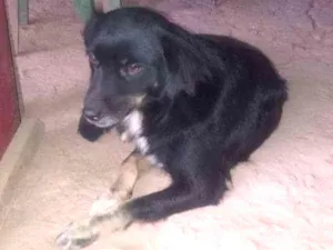 Cachorro raça Viralata idade 5 anos nome Brity, Pipoca e pirata