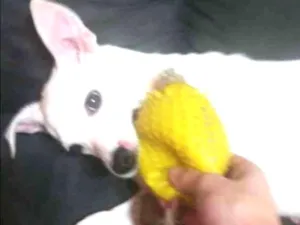 Cachorro raça Srd idade 2 a 6 meses nome Giorge
