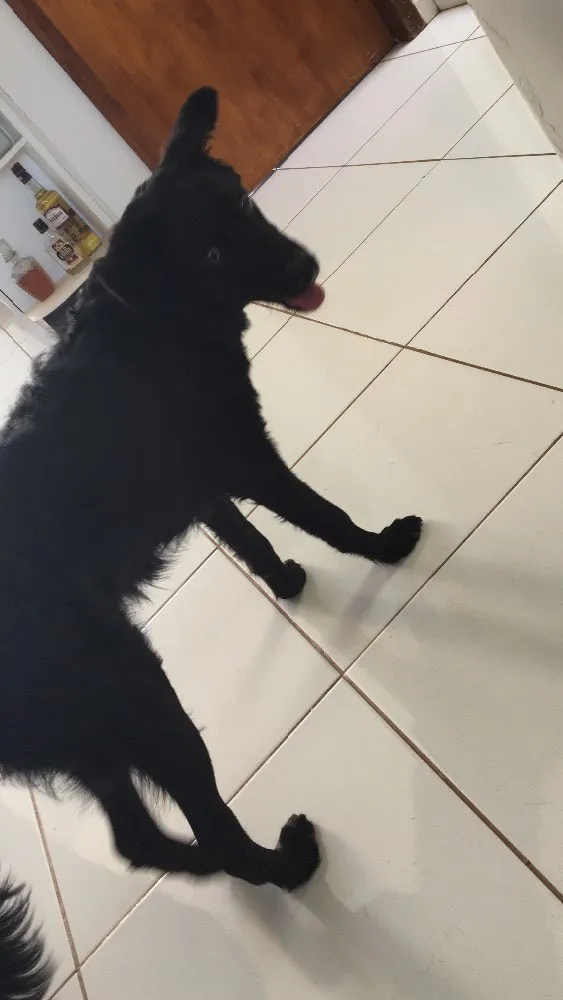 Cachorro raça Indefinida  idade 2 a 6 meses nome Zeus