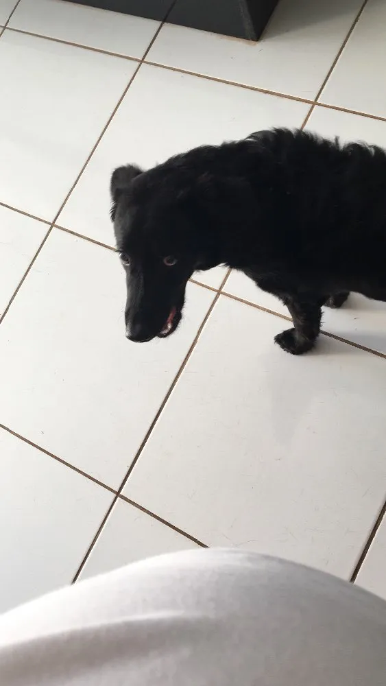 Cachorro raça Indefinida  idade 2 a 6 meses nome Zeus