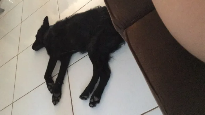 Cachorro raça Indefinida  idade 2 a 6 meses nome Zeus