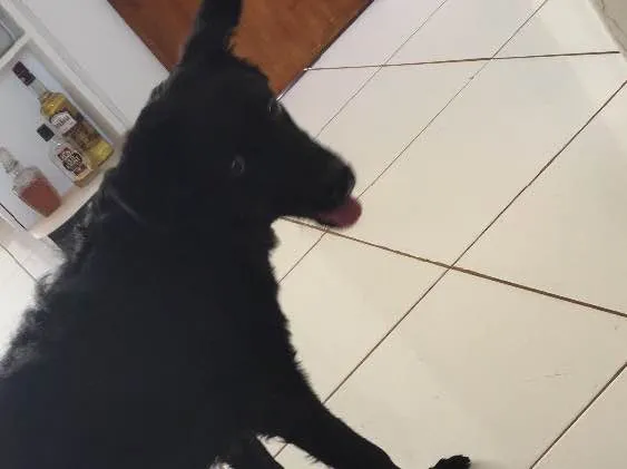 Cachorro raça Indefinida  idade 2 a 6 meses nome Zeus
