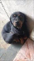 Preta