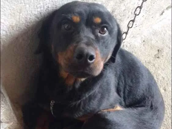 Cachorro ra a Rotwailer idade 2 anos nome Preta