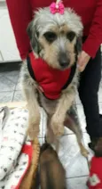 Penélope