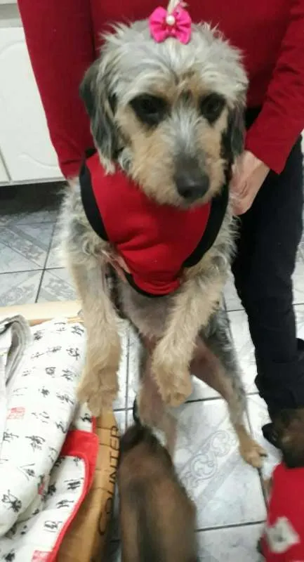 Cachorro ra a SRD idade 3 anos nome Penélope