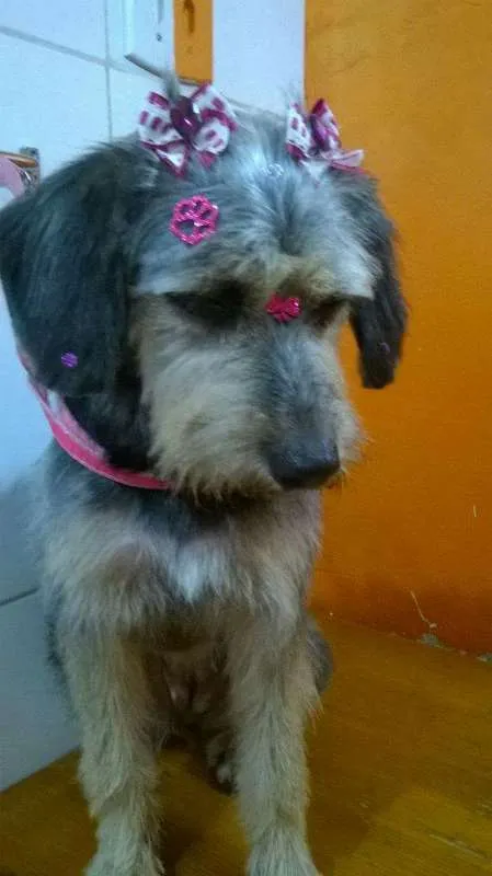 Cachorro ra a SRD idade 3 anos nome Penélope