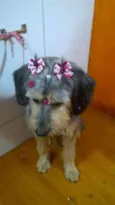 Penélope