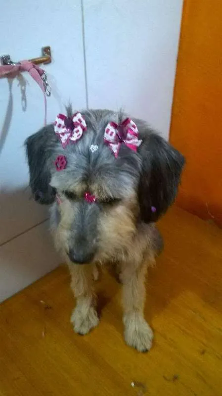 Cachorro ra a SRD idade 3 anos nome Penélope