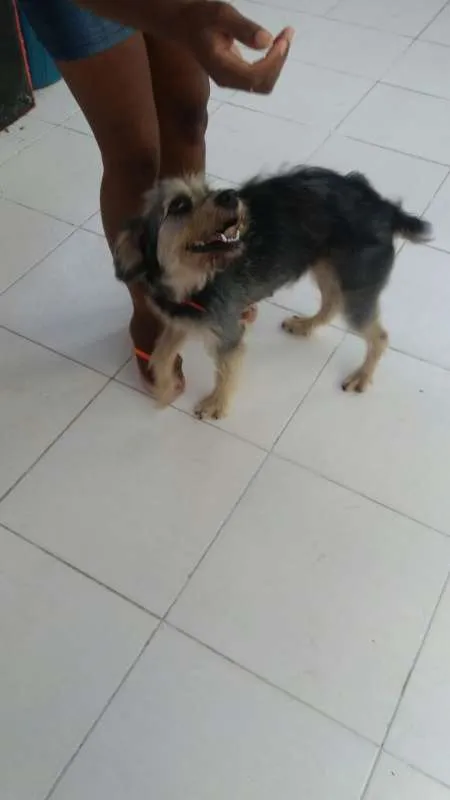 Cachorro ra a SRD idade 3 anos nome Penélope