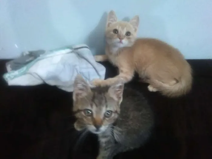 Gato ra a Srd idade 2 a 6 meses nome Dominique e Salem