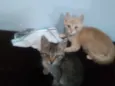 Dominique e Salem