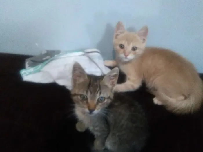 Gato ra a Srd idade 2 a 6 meses nome Dominique e Salem