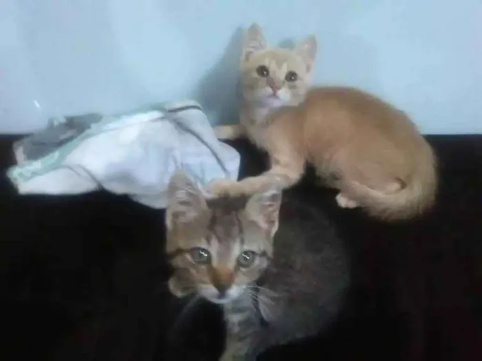 Gato ra a Srd idade 2 a 6 meses nome Dominique e Salem