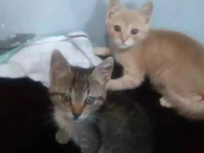 Gato ra a Srd idade 2 a 6 meses nome Dominique e Salem