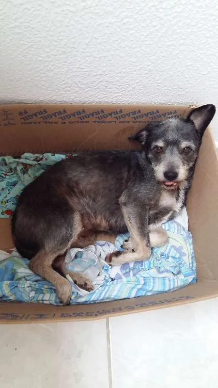 Cachorro ra a Vira lata idade 5 anos nome Bethove 