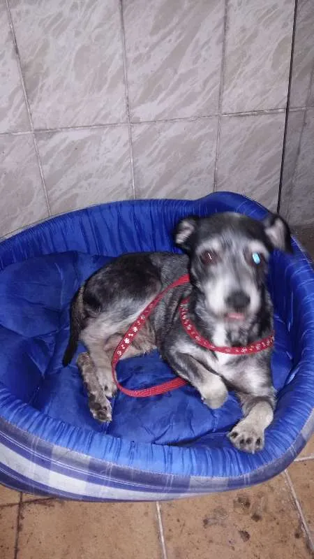 Cachorro ra a Vira lata idade 5 anos nome Bethove 