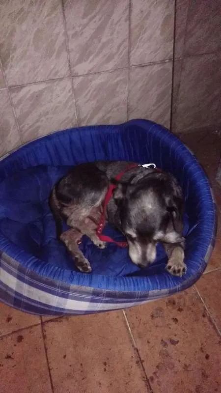Cachorro ra a Vira lata idade 5 anos nome Bethove 