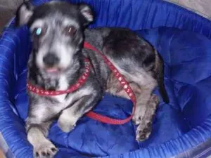 Cachorro raça Vira lata idade 5 anos nome Bethove 