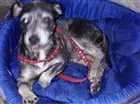 Cachorro raça Vira lata idade 5 anos nome Bethove 