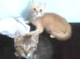 Dominique e Salem