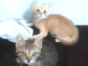 Gato raça Srd idade 2 a 6 meses nome Dominique e Salem