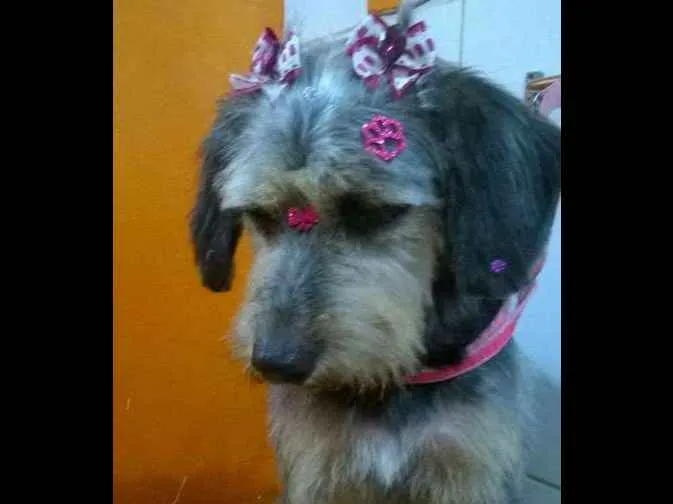 Cachorro ra a SRD idade 3 anos nome Penélope