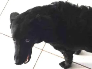 Cachorro raça Indefinida  idade 2 a 6 meses nome Zeus