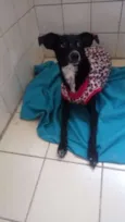 Gracinha