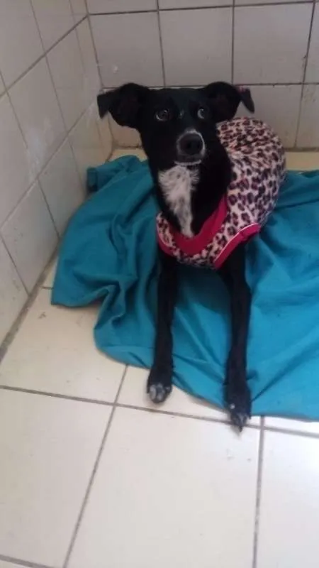 Cachorro ra a SRD idade 1 ano nome Gracinha