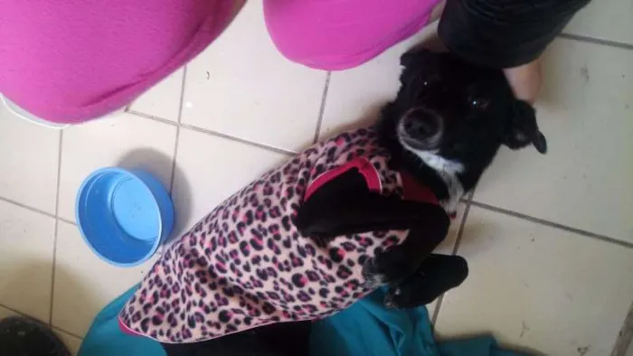 Cachorro ra a SRD idade 1 ano nome Gracinha