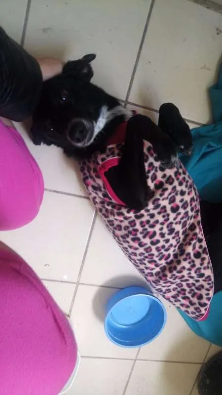 Cachorro ra a SRD idade 1 ano nome Gracinha