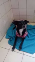 Gracinha