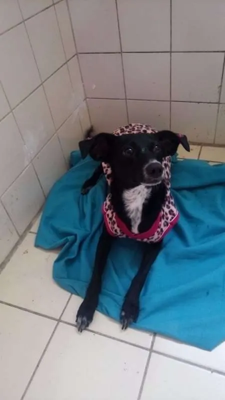 Cachorro ra a SRD idade 1 ano nome Gracinha