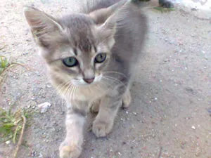 Gato raça RND idade 2 a 6 meses nome sem nome