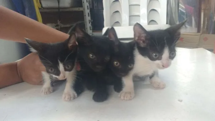 Gato raça Viralata idade Abaixo de 2 meses nome Não tem
