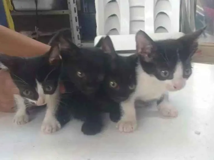 Gato raça Viralata idade Abaixo de 2 meses nome Não tem
