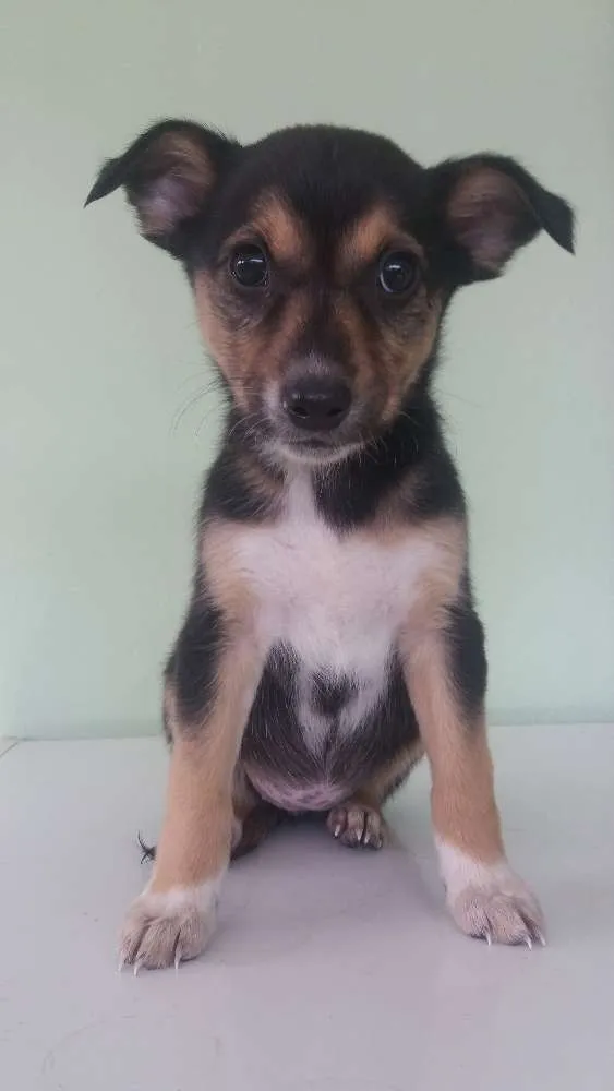 Cachorro ra a Vira-lata  idade Abaixo de 2 meses nome Princesa 