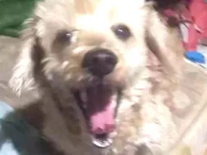 Cachorro raça Poodle- coock spanel idade 6 ou mais anos nome Cindu