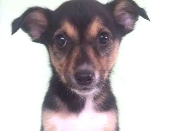 Cachorro ra a Vira-lata  idade Abaixo de 2 meses nome Princesa 