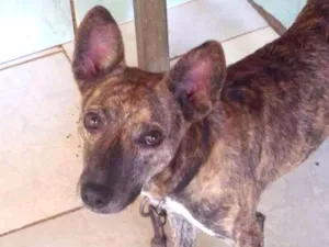 Cachorro raça indefinida idade 5 anos nome rex